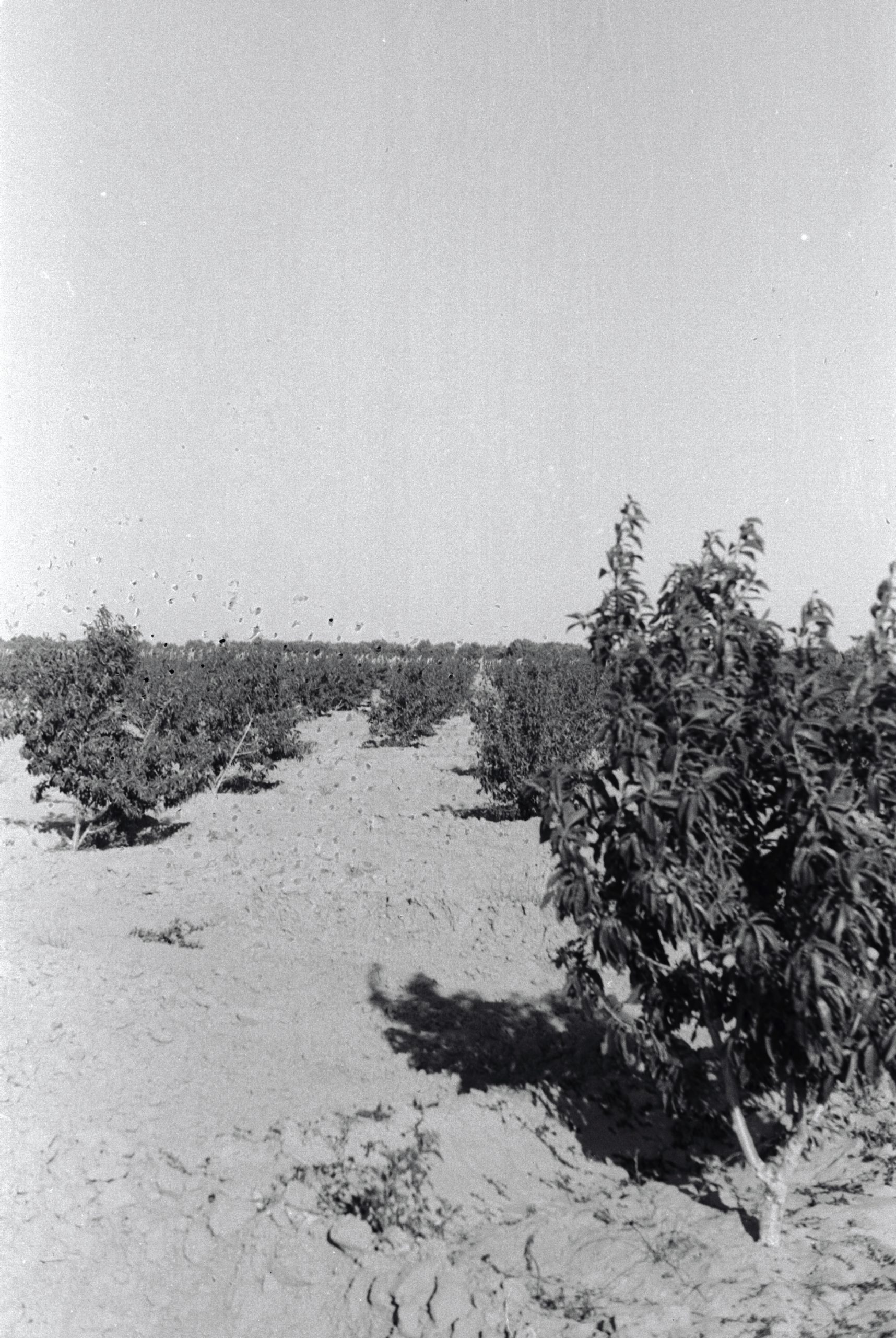 Almond Orchards in Nir Itzhak, 1962 (Efraim Orani)