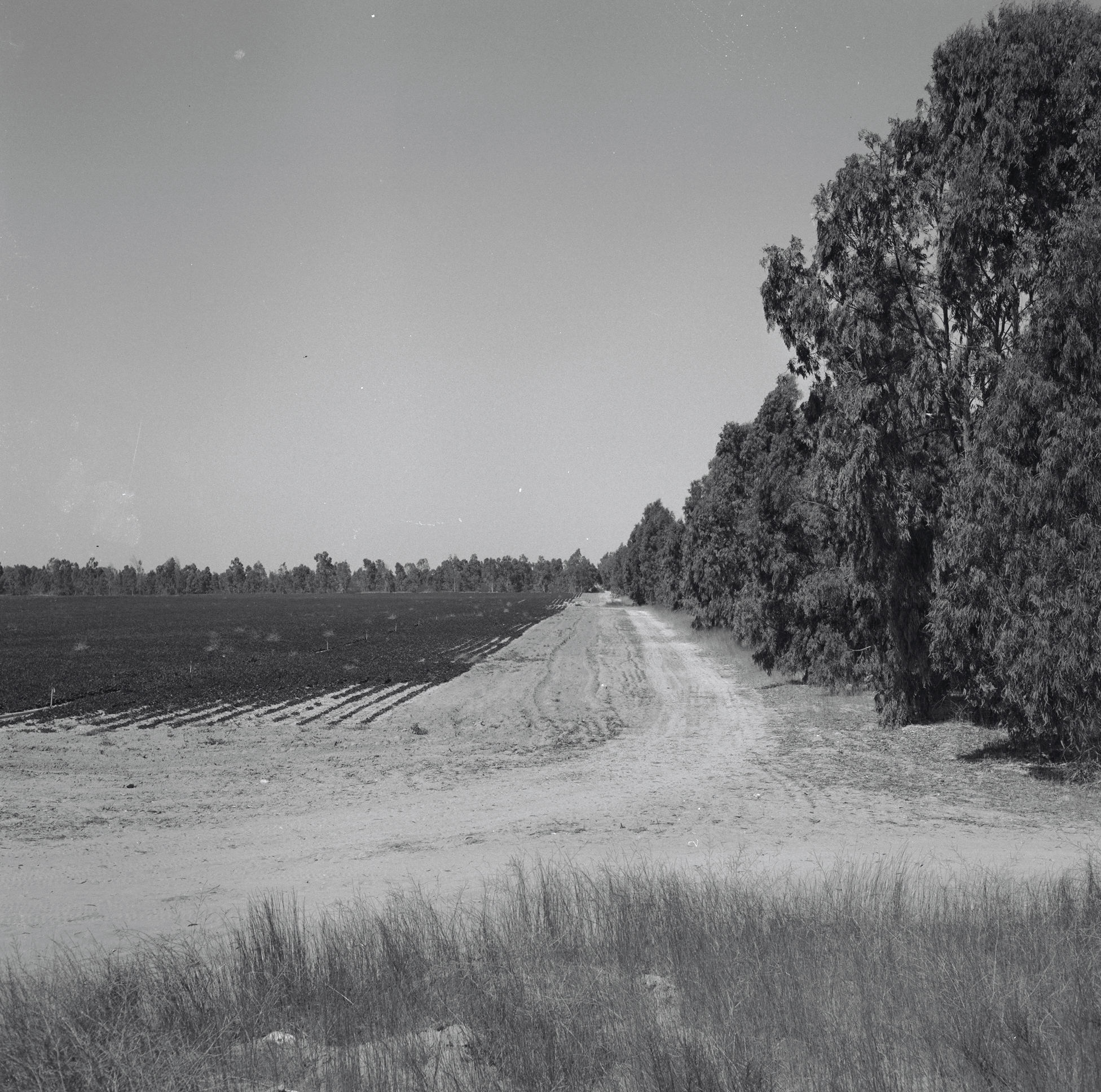 Eucalyptus Trees in Nir Itzhak, 1964 (David Hirschfeld)