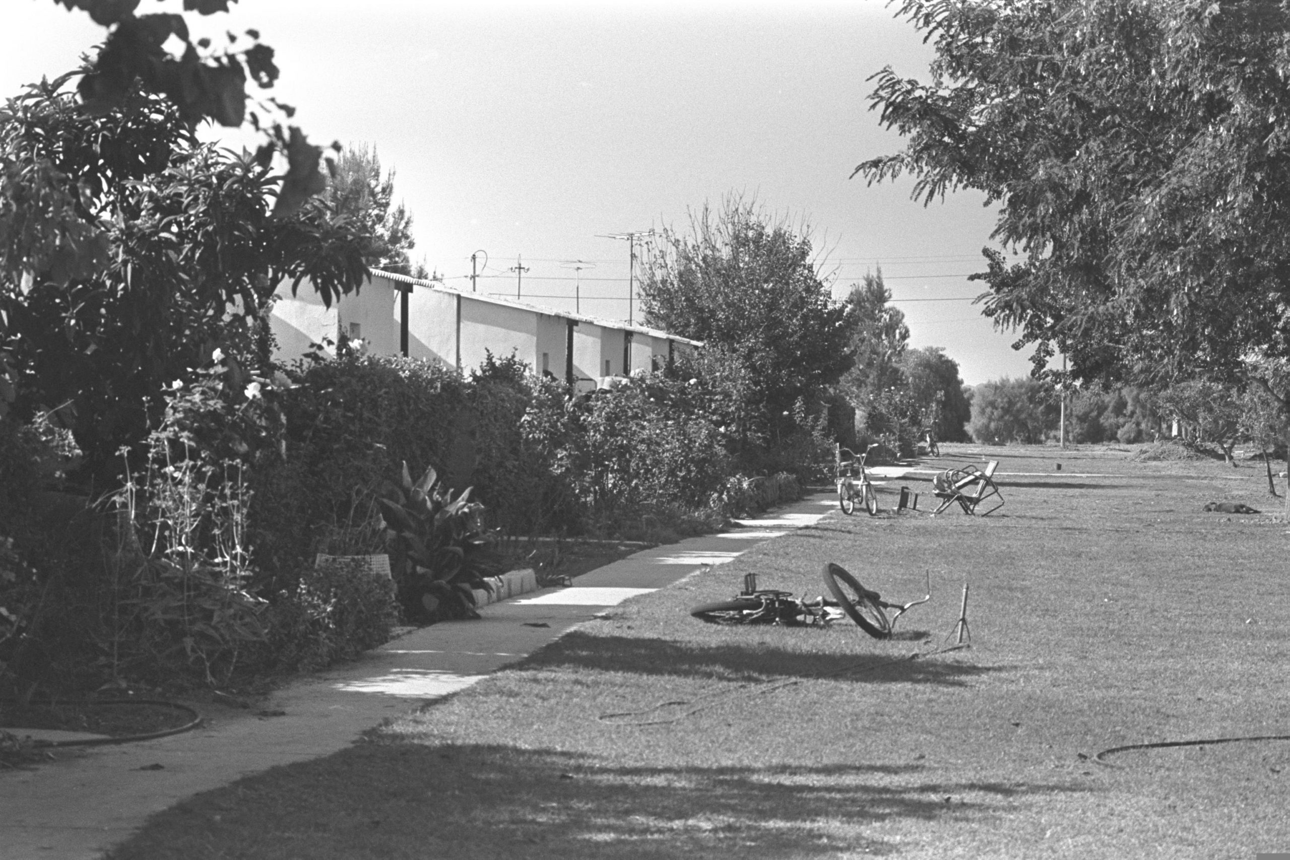 Rei'm, 1978 (Milner Moshe)