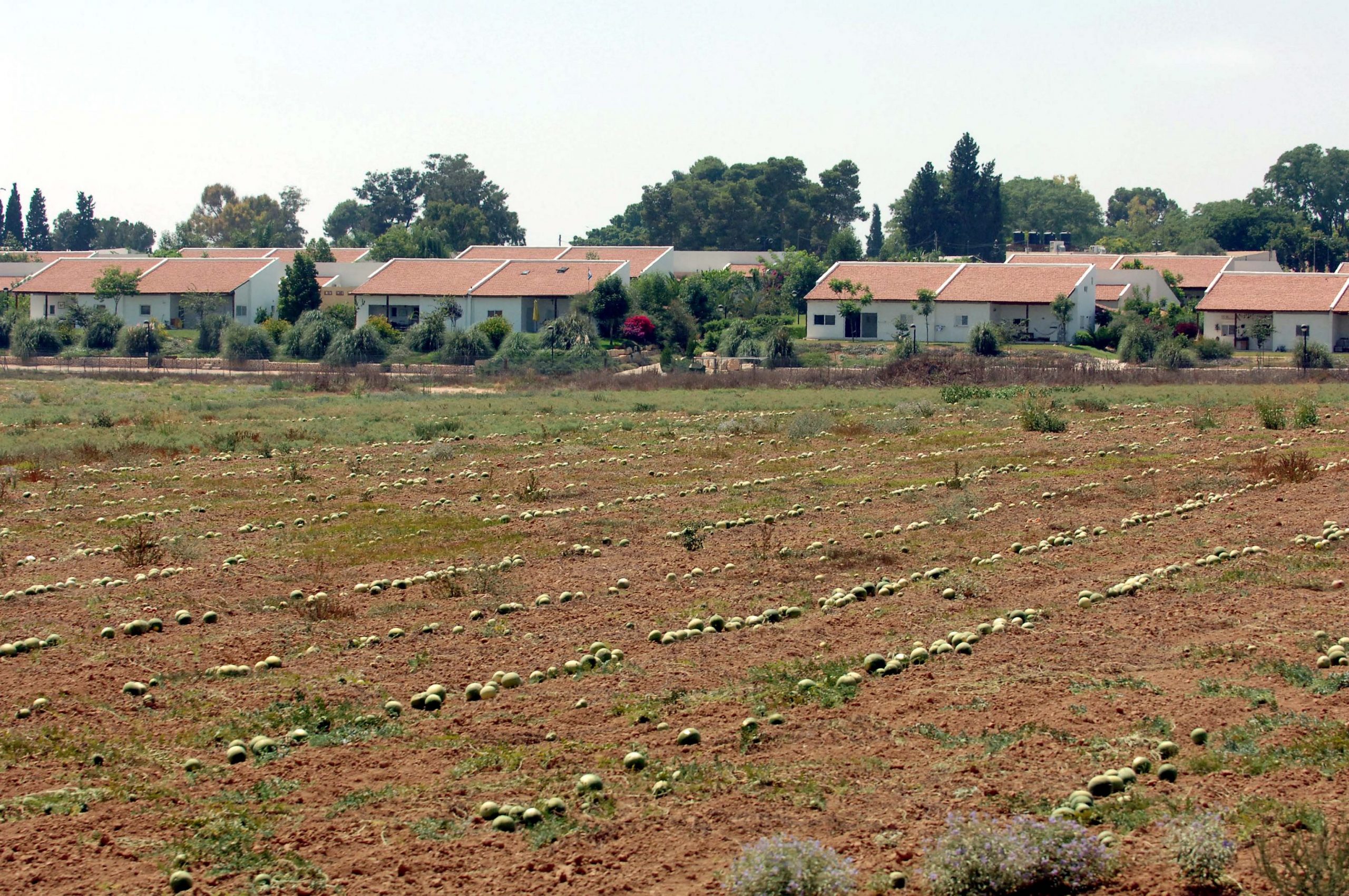 Watermelon field, 2005 (Milner Moshe)