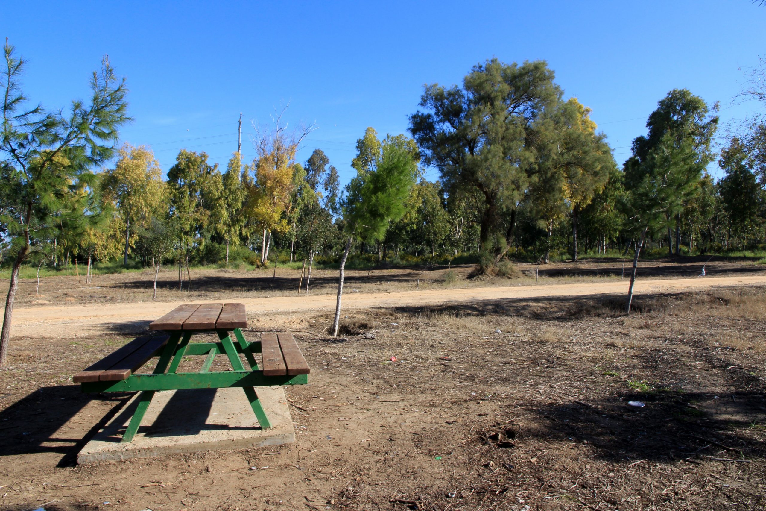 Yad Mordechai forest (Yaakov Shkolnik, KKL-JNF Photo Archive)