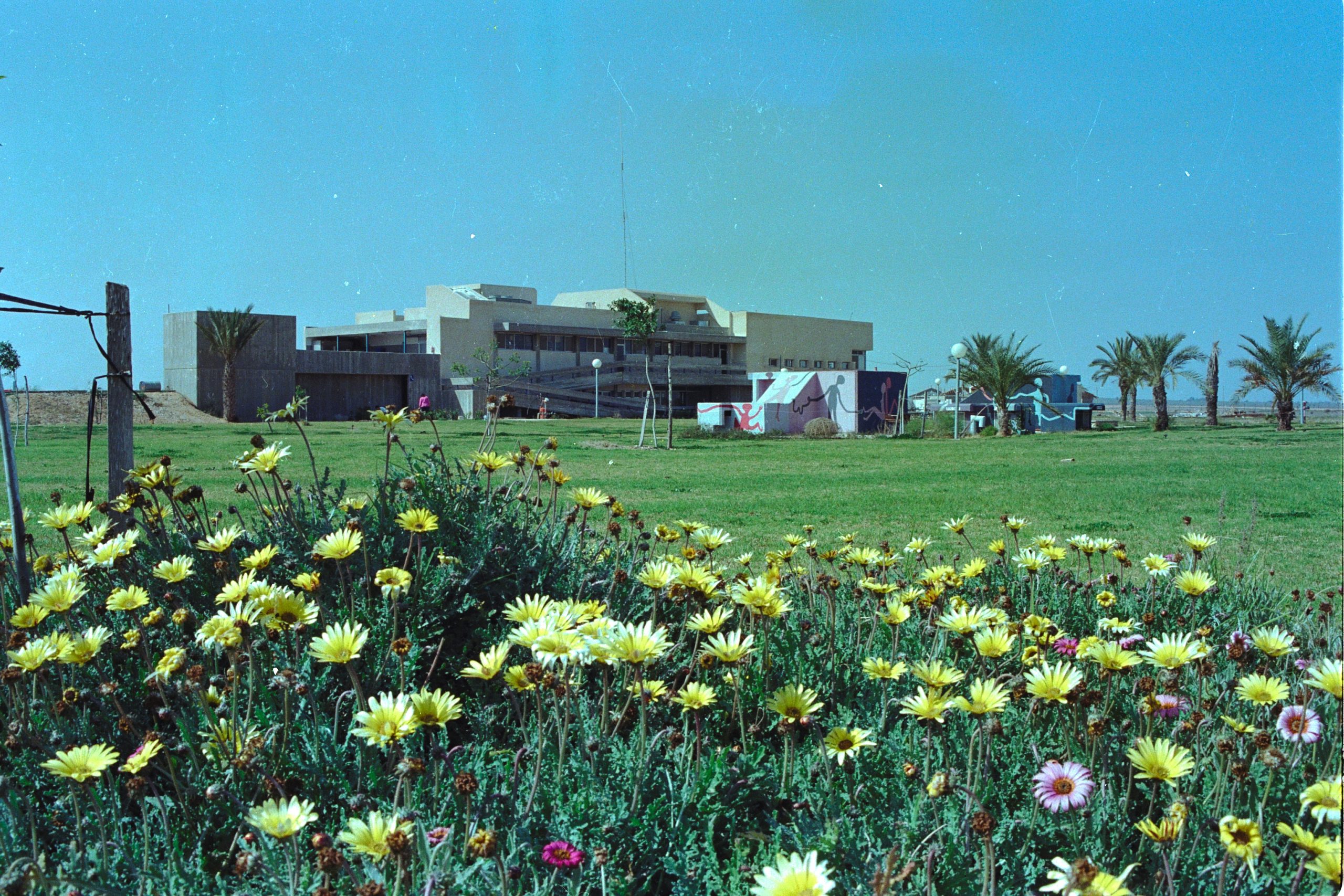 d235-066 חולית - נוי ופרחים, פברואר 1985 ישראל סיני