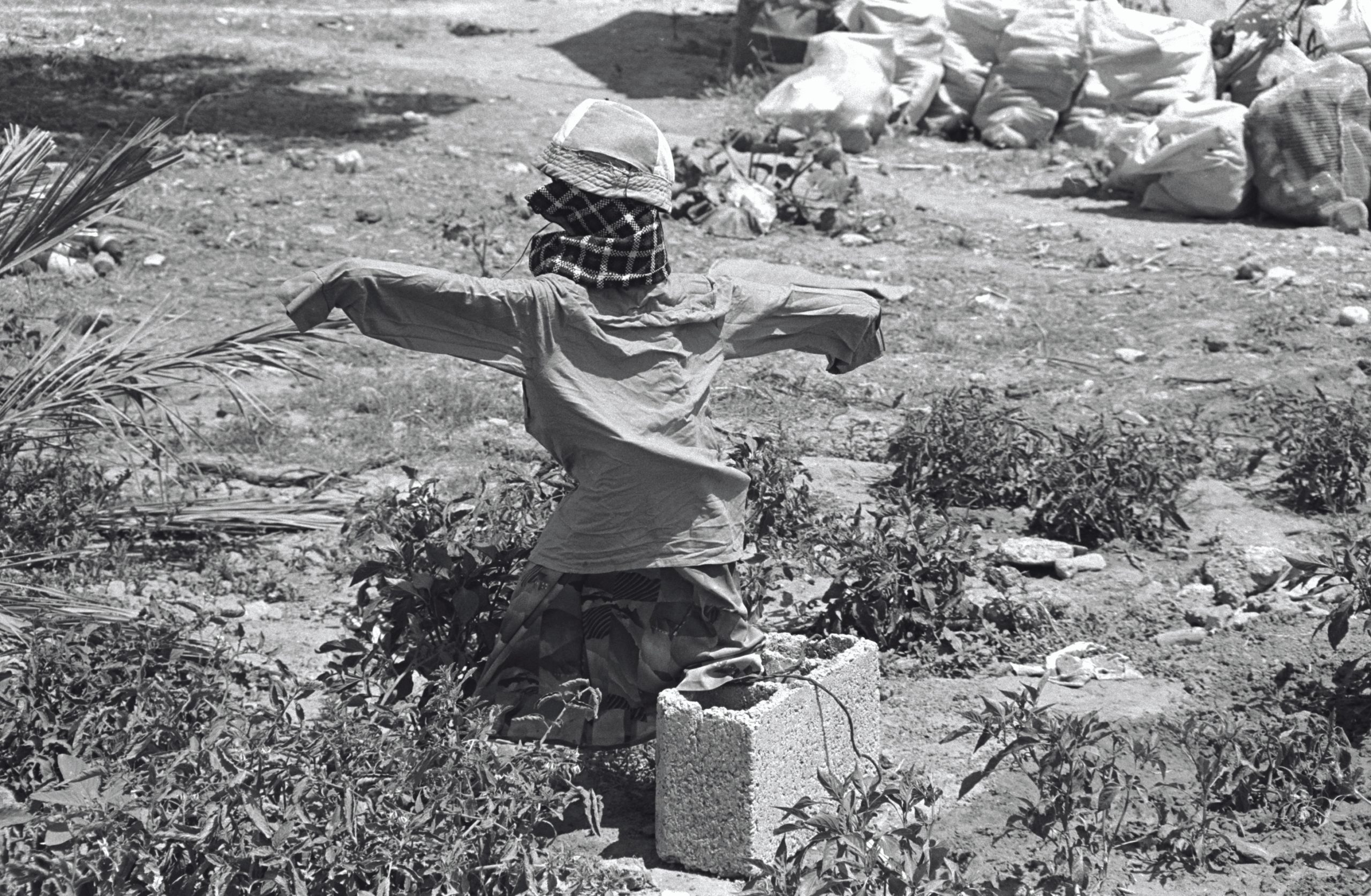 דחליל ביכיני, דב דפנאי, 1979 D3012-121