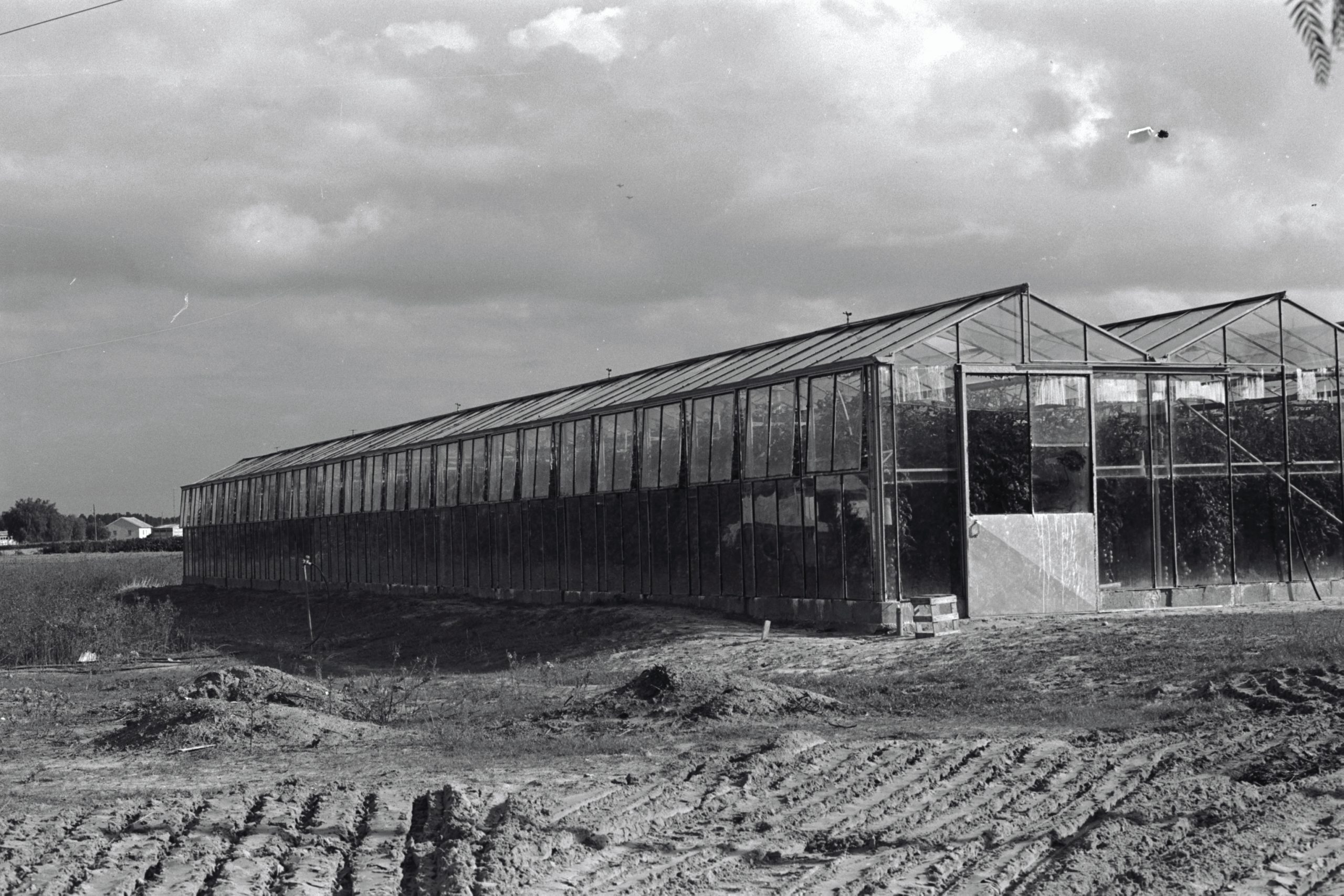 ישע - חממה של פרץ, פרקש, 1.4.1972 D3005-065