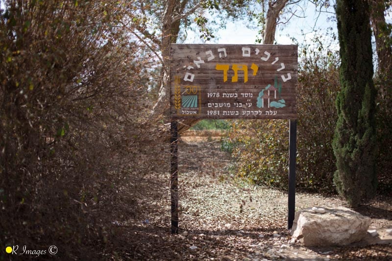 יתד-אשכול-אור-אלכסנברג-19