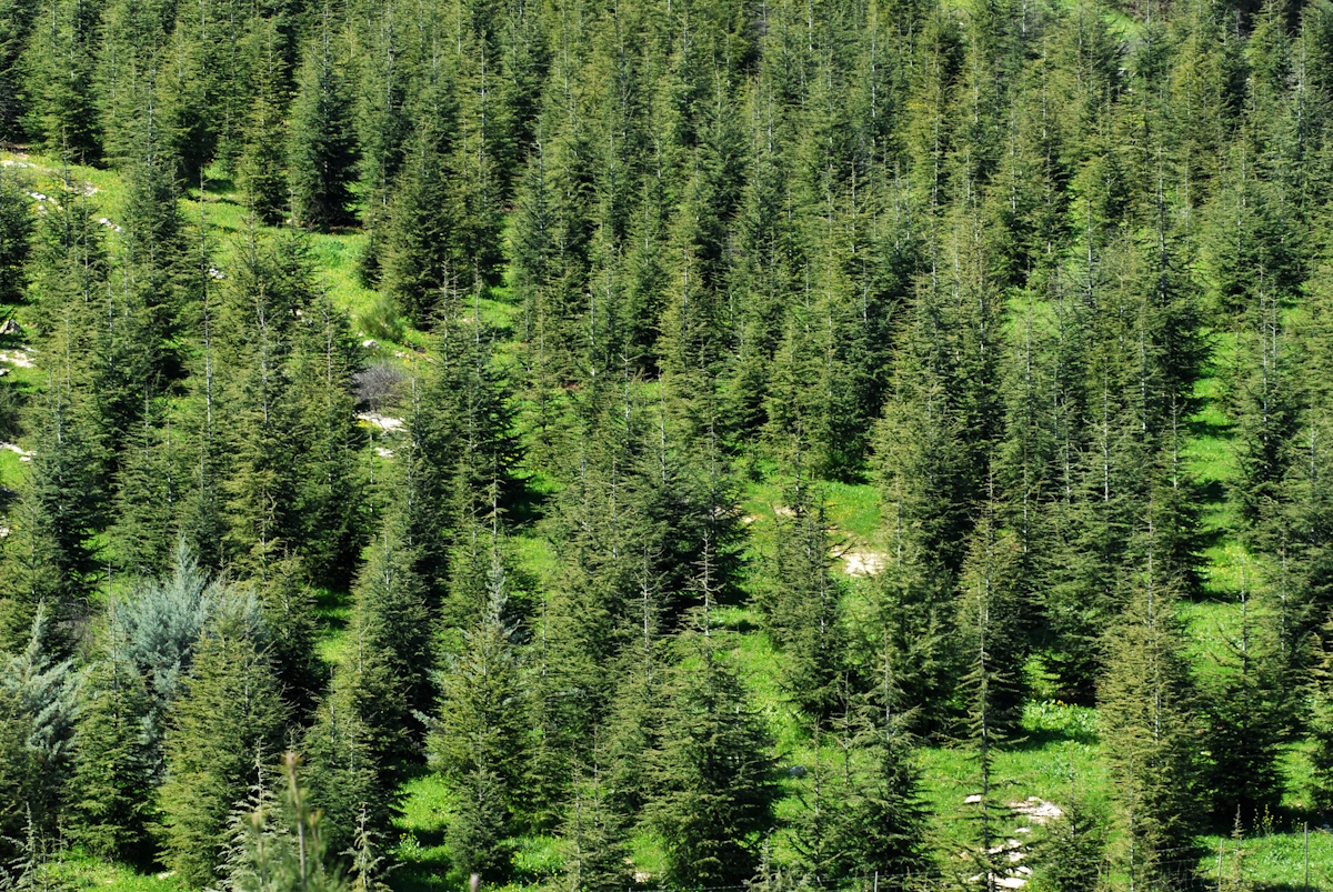 Avi Hirschfield, KKL-JNF Photo Archive Avi Hirschfields