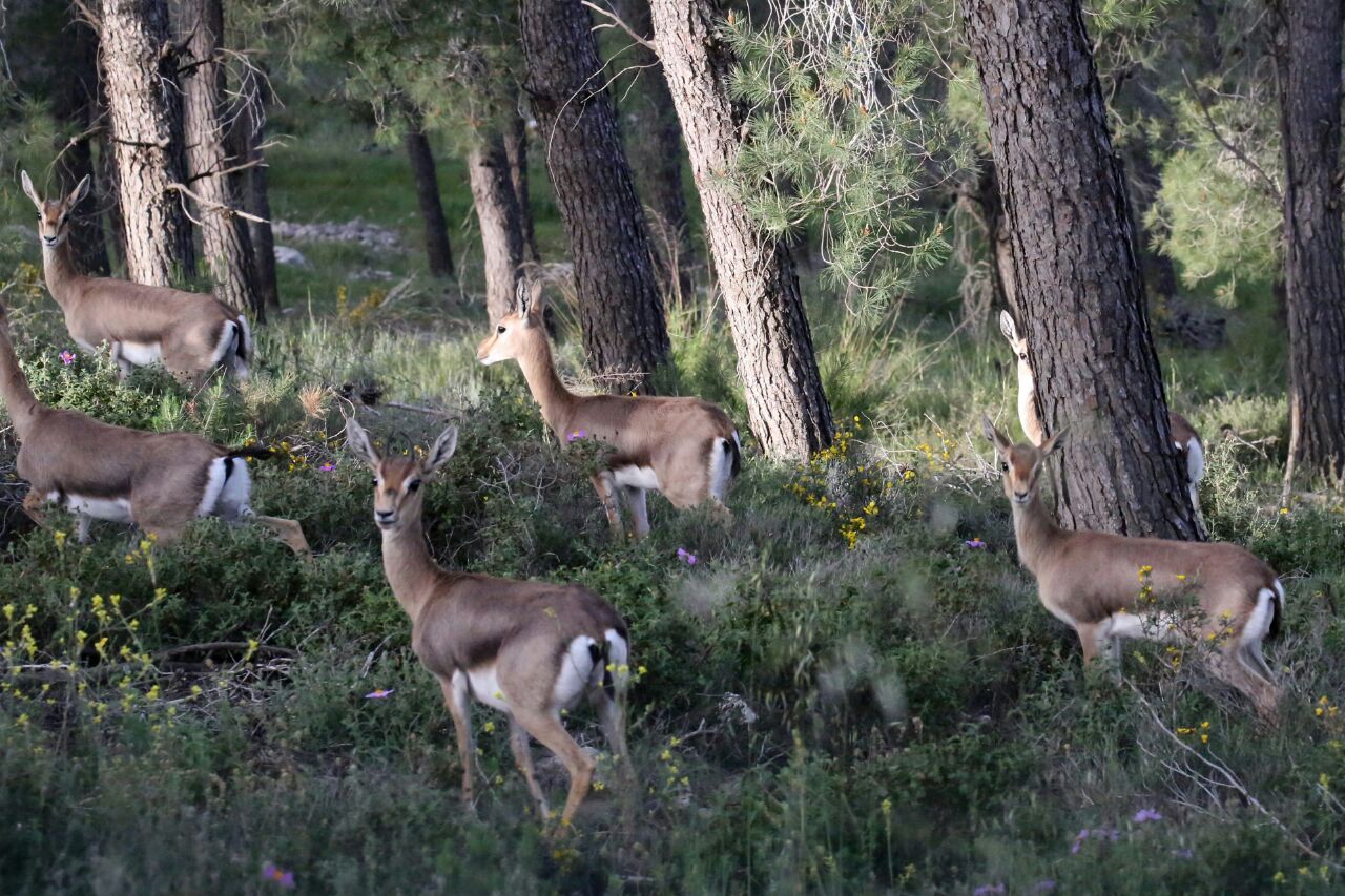 KKL-JNF Photo Archive ????? ????? ????? - ??? ?????? ???? ???????