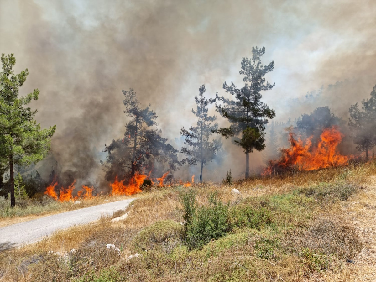 KKL-JNF Photo Archive kamal