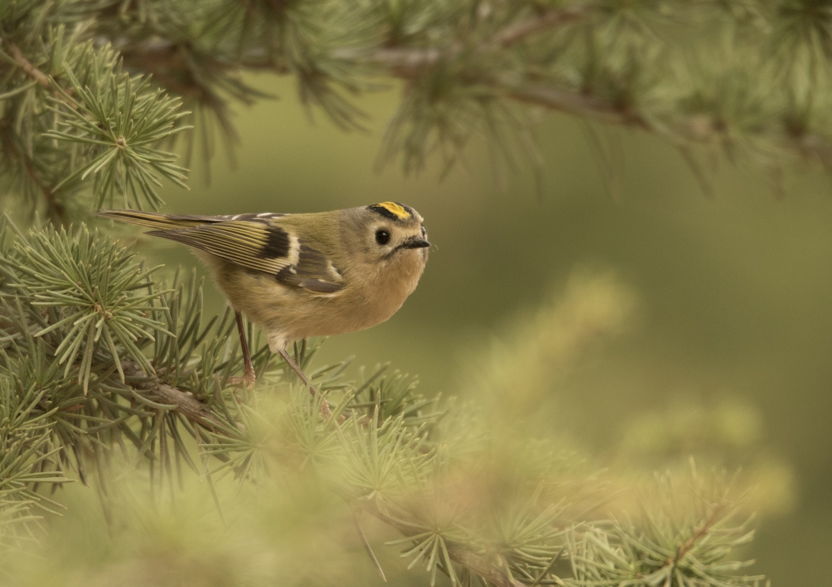 Lior Kislev, KKL-JNF Photo Archive ??????? ??????