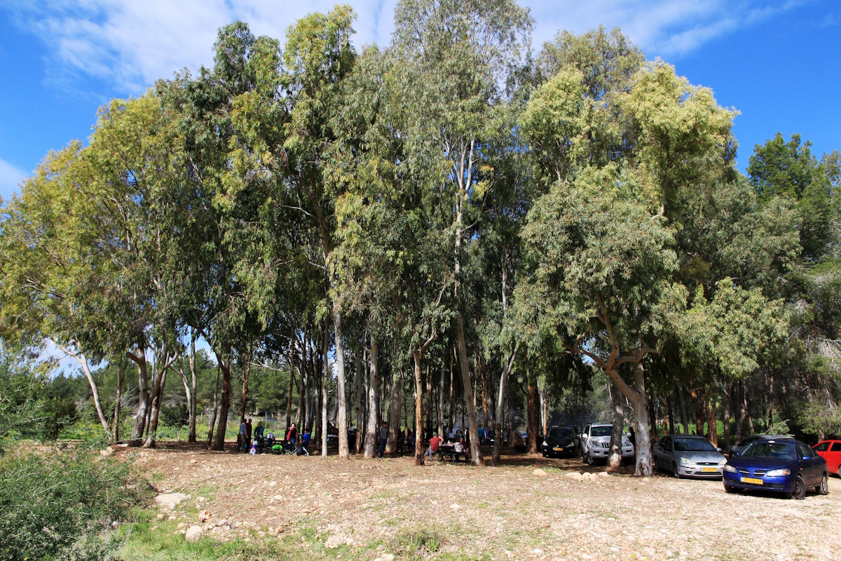 Yaakov Shkolnik, KKL-JNF Photo Archive ????? ????????? ???? ??? ????