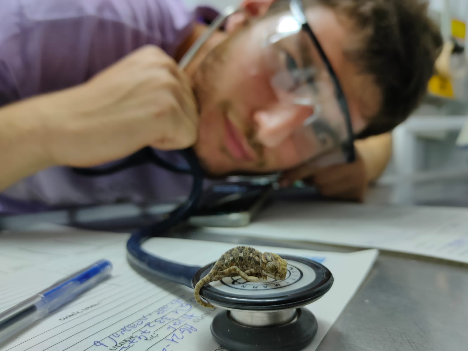 Baby Chameleons, Photo by AWRC Staff Baby Chameleons, Photo by AWRC Staff