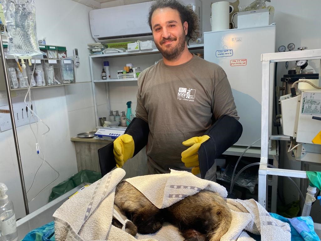 Badger, Photo by AWRC Staff Badger, Photo by AWRC Staff