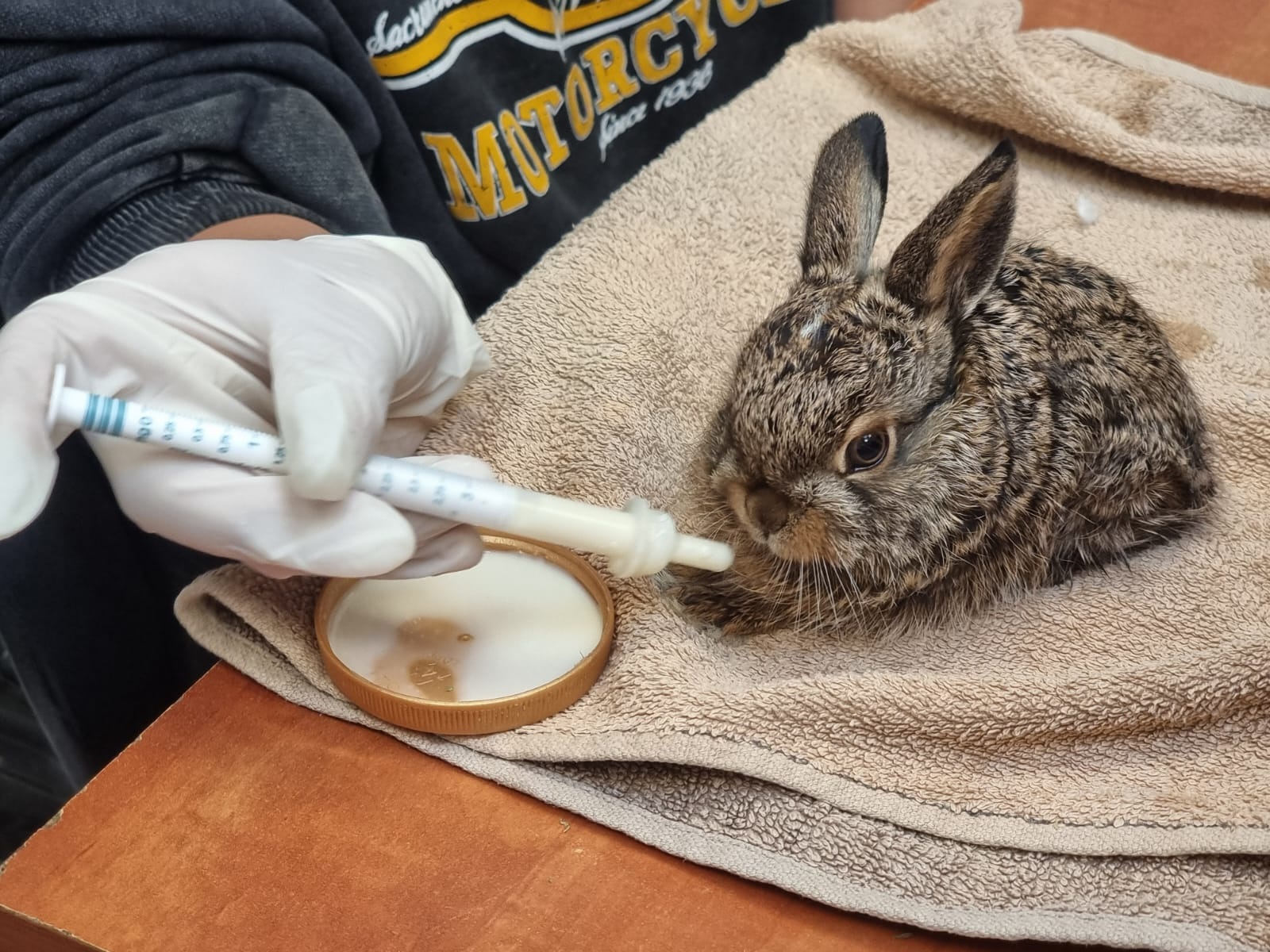 Cape Hare, Photo by AWRC Staff Cape Hare, Photo by AWRC Staff