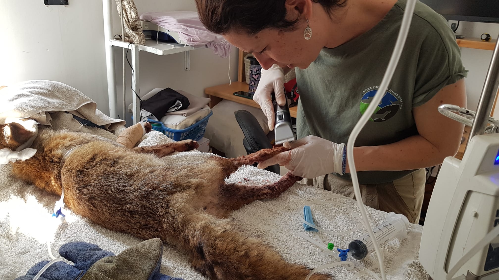 Red Fox, Photo by AWRC Staff Red Fox, Photo by AWRC Staff