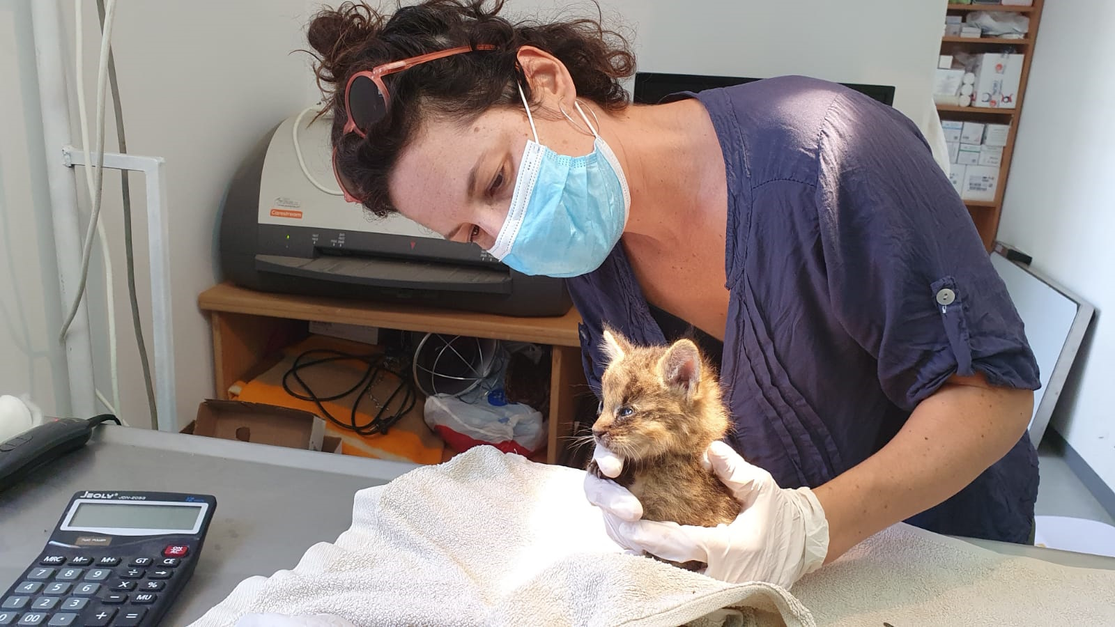 Swamp Cat Kitten, Photo by AWRC Staff Swamp Cat Kitten, Photo by AWRC Staff