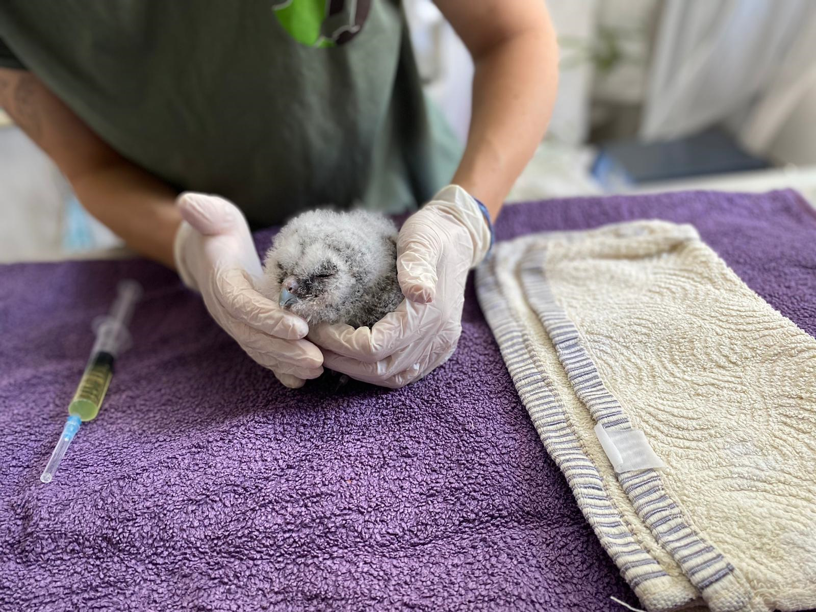 Tawny Owl Nestling, Photo by AWRC Staff Tawny Owl Nestling, Photo by AWRC Staff
