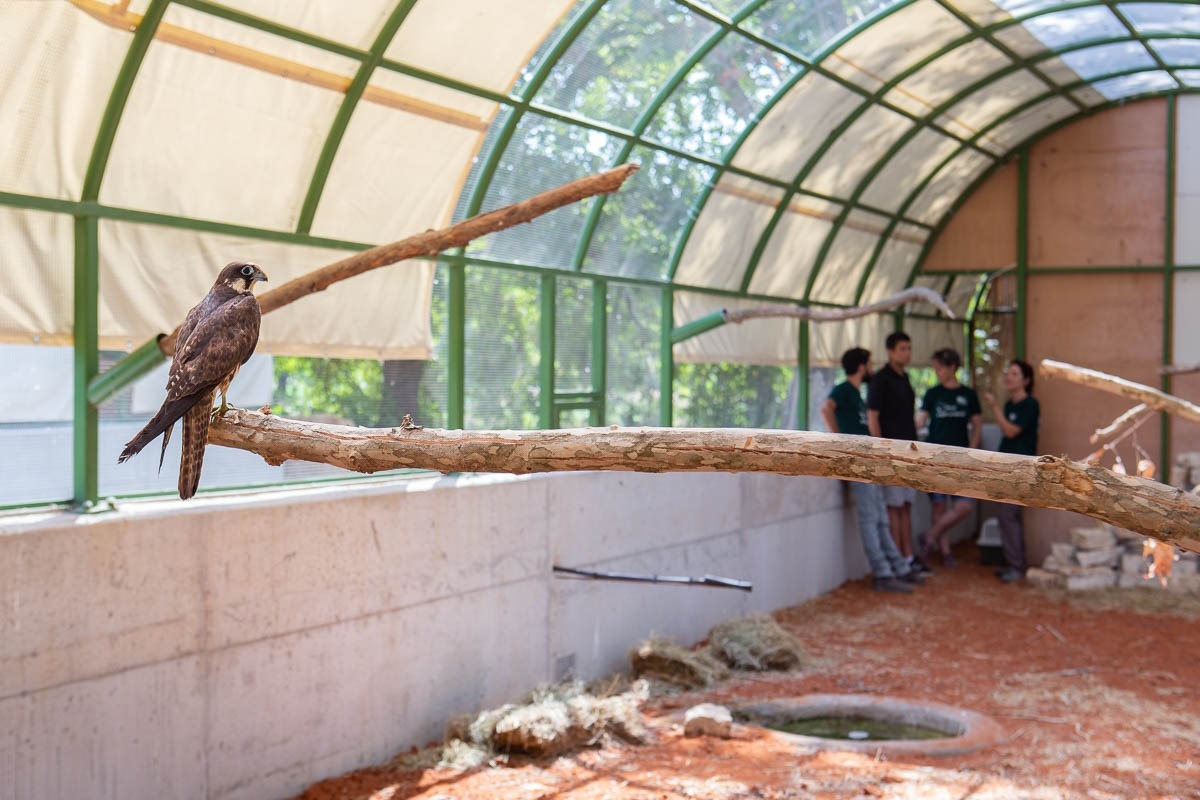 Within the Rehabilitation Enclosures, Photo by AWRC Staff Within the Rehabilitation Enclosures, Photo by AWRC Staff