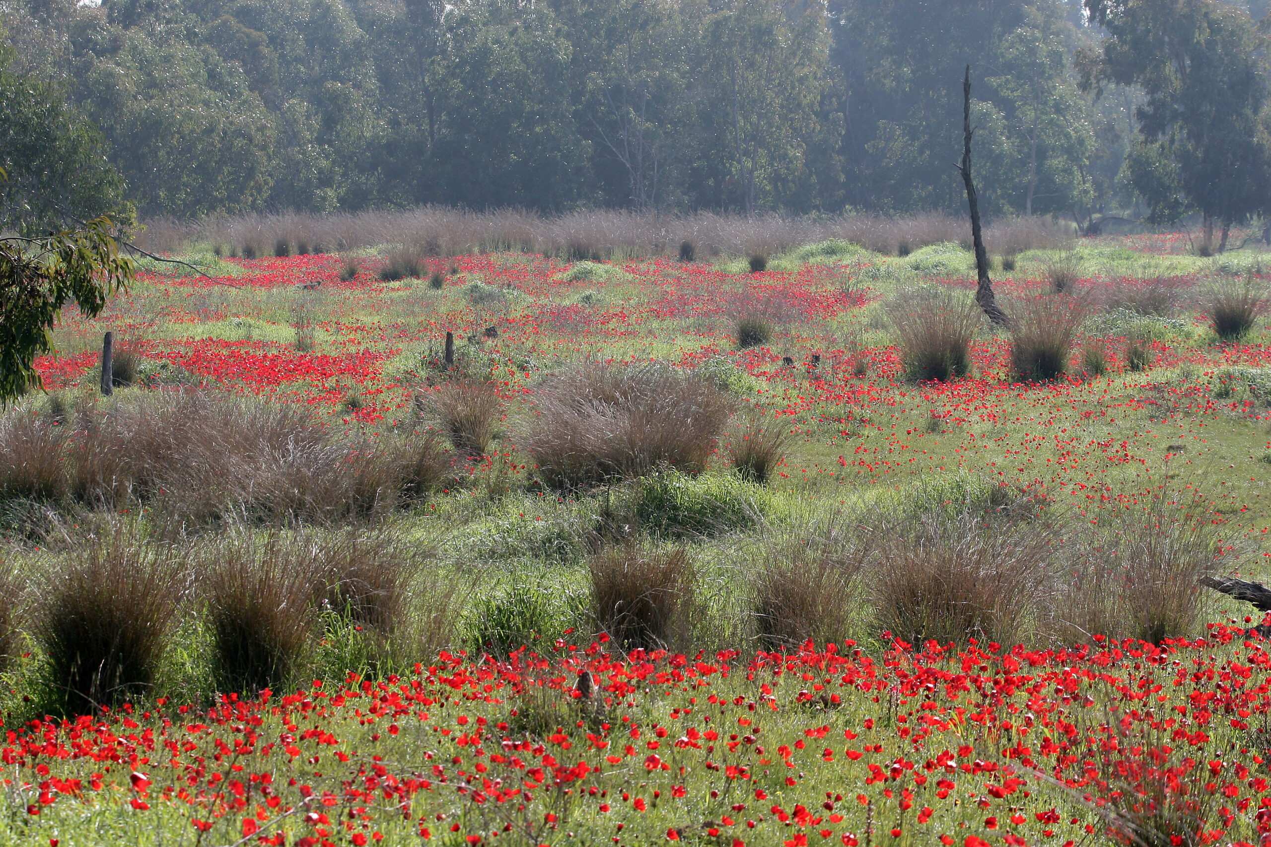 Avi Hirschfield, KKL-JNF Photo Archive Avi Hirschfield, KKL-JNF Photo Archive