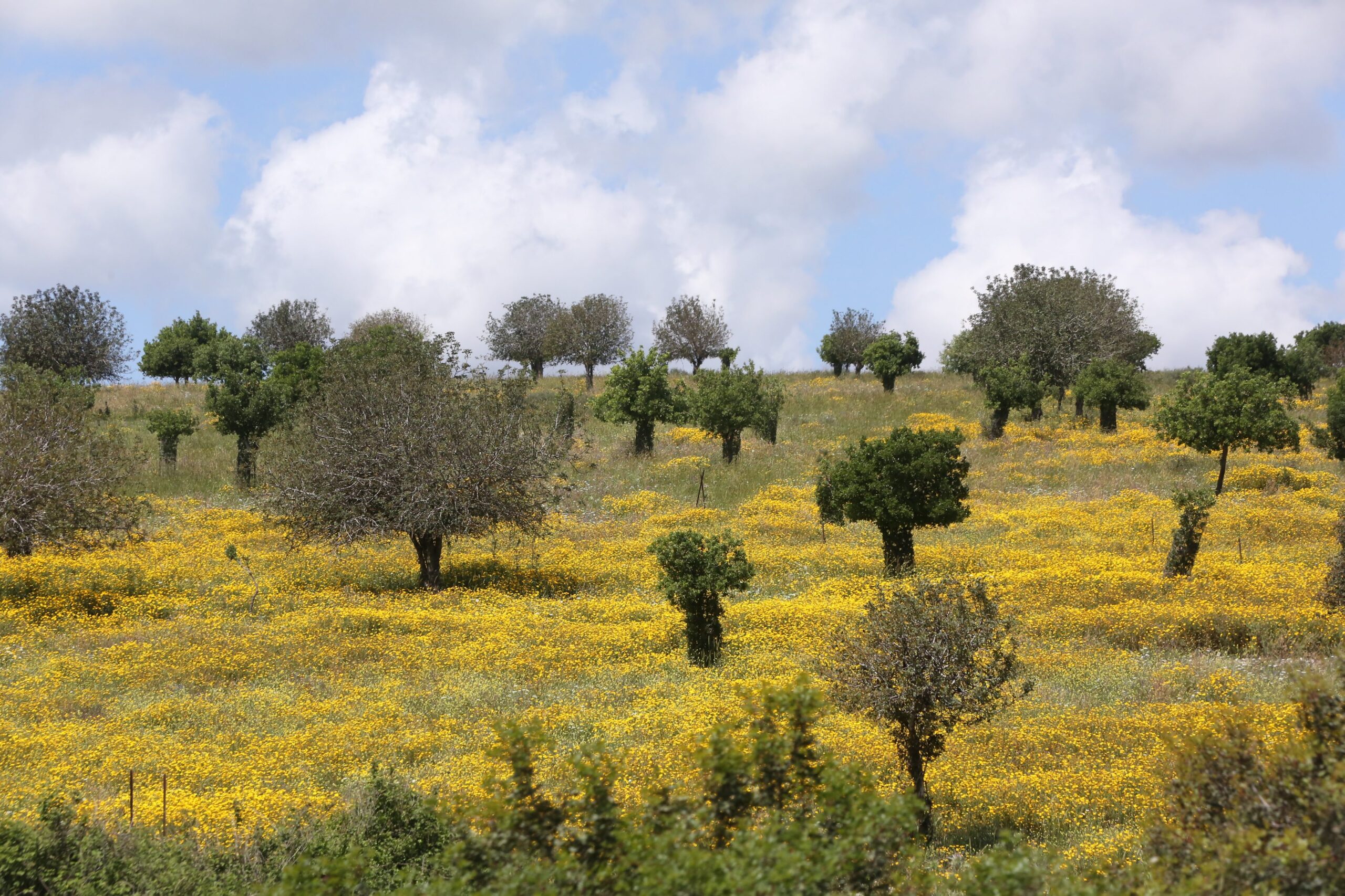 Yossi Zamir, KKL-JNF Photo Archive Yossi Zamir, KKL-JNF Photo Archive