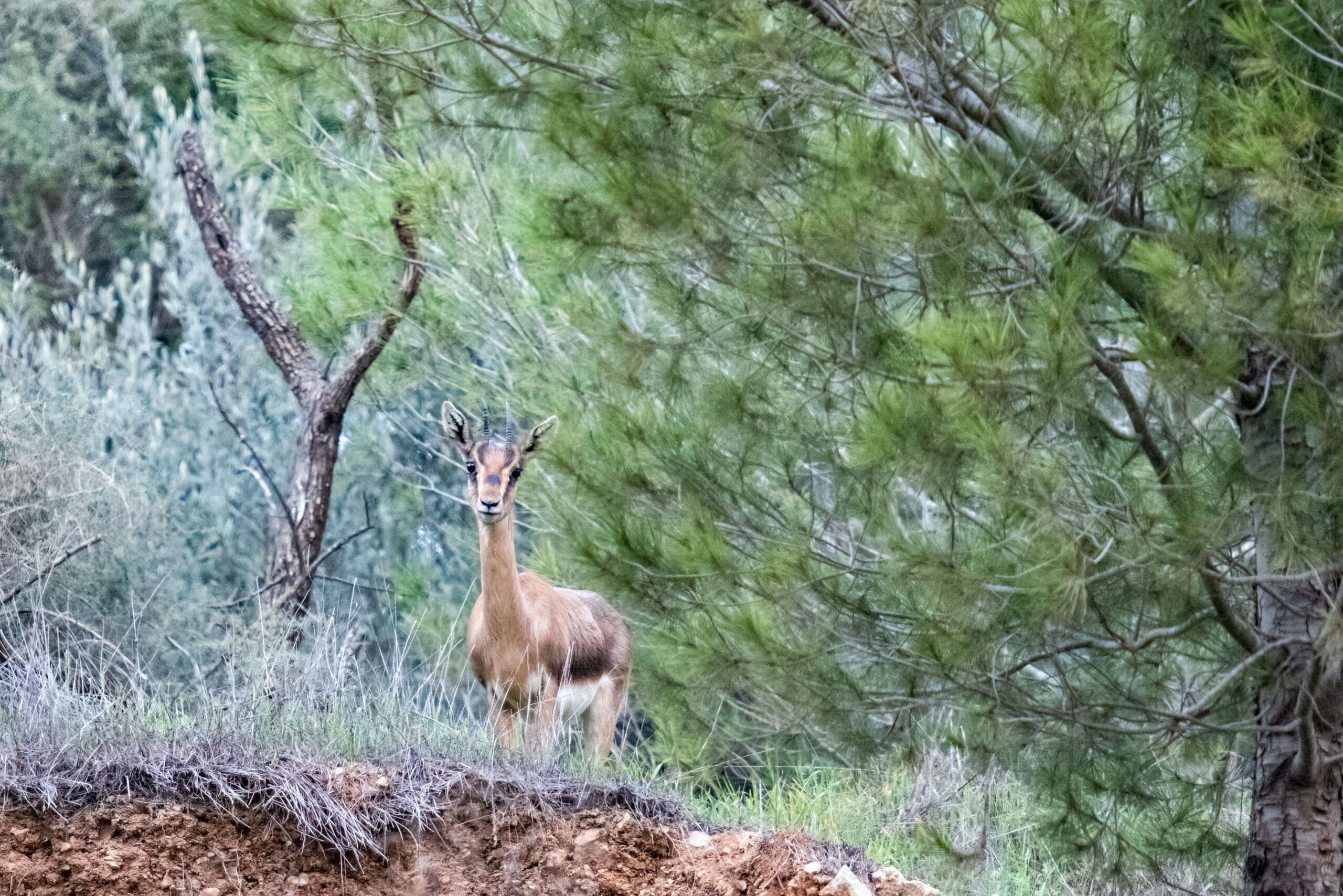 Bonnie Scheinman, KKL-JNF Photo Archive Bonnie Scheinman, KKL-JNF Photo Archive