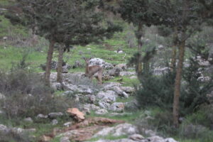 A Deer in the Jerusalem Forest, Yossi Zamir