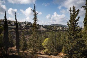 Jerusalem Forest, Alex Kolomoisky