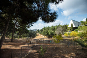 Jerusalem Forest near Yad VaShem, Alex Kolomoisky